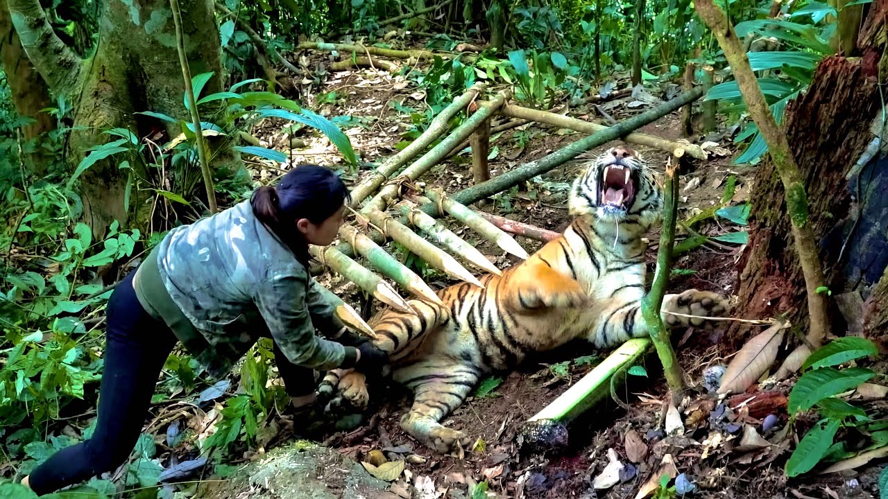 100 DAYS OF SURVIVAL: Manual Trap for Defense Against Two Adult Tigers Hunting Prey