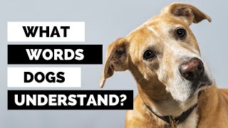 Do Dogs Understand Human Language? (Here’s what it sounds like to them)