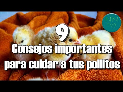 Video: Tienes un pollito de cuervo: consejos para su cuidado y alimentación