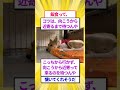 ワイ、保護犬を迎えるも懐く気配がない #2ちゃんまとめ
