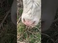 ToDy #tody #taur #tauri #tauras  #taure #tauremontan #montatauri #viatalatara #viatalaferma #animal