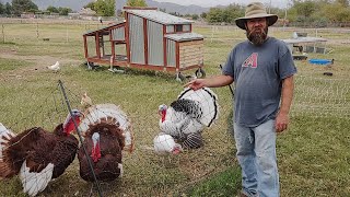 We raised and processed our own Thanksgiving turkey! by Saving Miller 11,063 views 2 years ago 6 minutes, 22 seconds