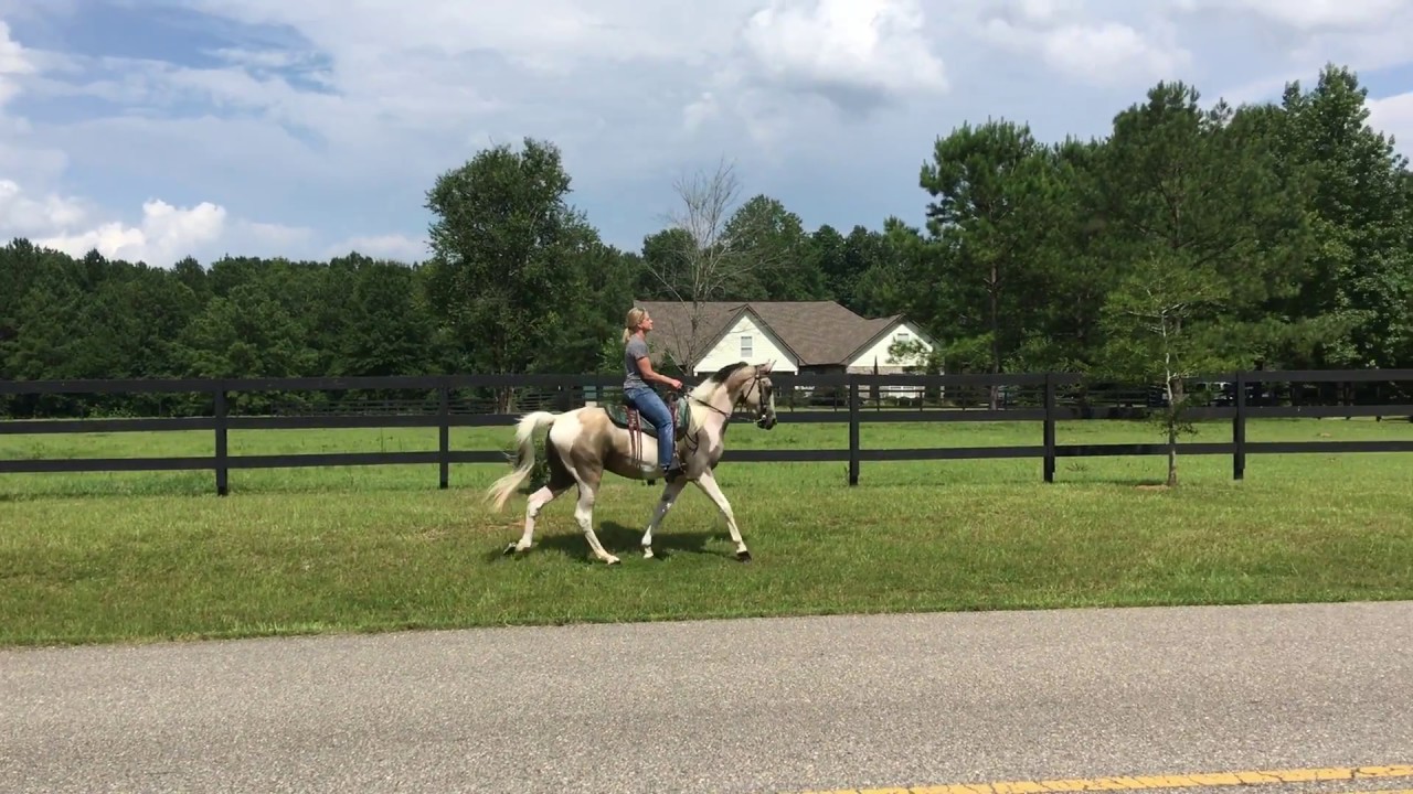 "Vegas" Buckskin and White Tennessee Walking Horse Spotted Saddle Horse