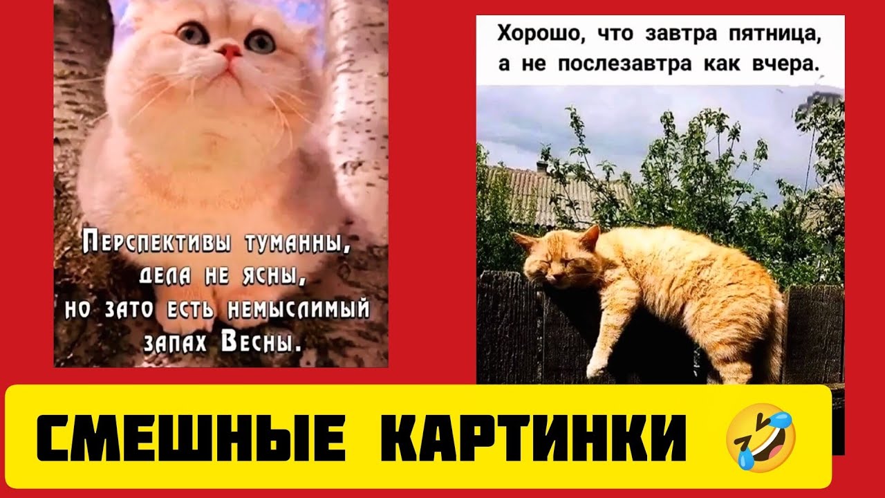 ПЕРСПЕКТИВЫ ТУМАННЫ, ДЕЛА НЕ ЯСНЫ, НО ЗАТО ЕСТЬ НЕМЫСЛИМЫЙ ЗАПАХ ВЕСНЫ💐.смешные картинки🤣