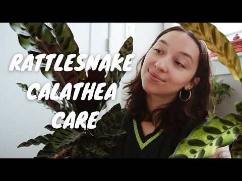 CALATHEA RATTLESNAKE CARE GUIDE FOR BEGINNERS | water, light, humidity, propagation, and more!