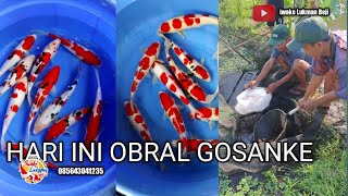 PETANI KOI SEKALIGUS PENGEPUL HARI INi OBRAL KOI MURAH Nya