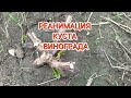 Виноград не просыпается? РЕАНИМАЦИЯ -куста   #реанимациявинограда #выращиваниевинограда