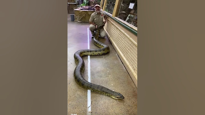 My Giant Anaconda Is Massive! 🐍