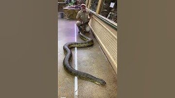 Thumbnail of My Giant Anaconda Is Massive! 🐍