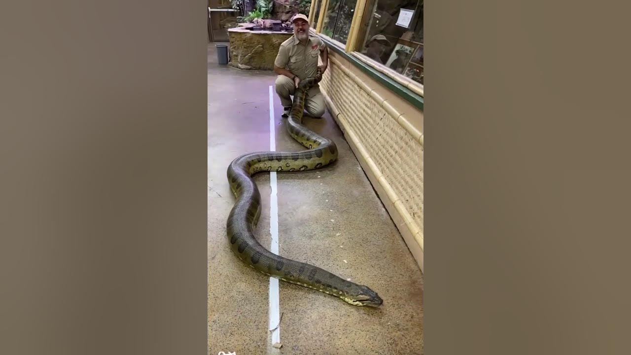 My Giant Anaconda Is Massive! 🐍