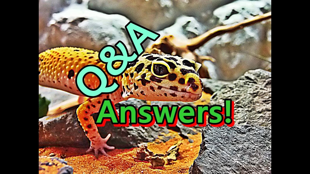 answer แปลว่าอะไร Q&A~Answers