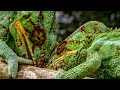 Chameleons Fight To Defend Their Territory | Madagascar | BBC Earth