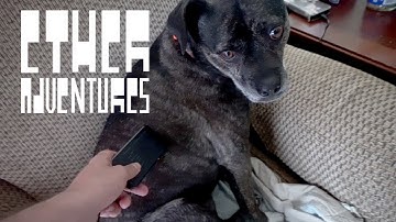 Electromagnetic waves from a dog?! Ether Adventures