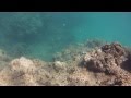 Anini beach snorkeling  whitetip