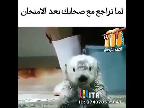 يا خرابي يا لهوي يا لهوي
