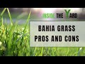 [Don't Buy Before Read] Bahia Grass Pros And Cons With Experts Guide!