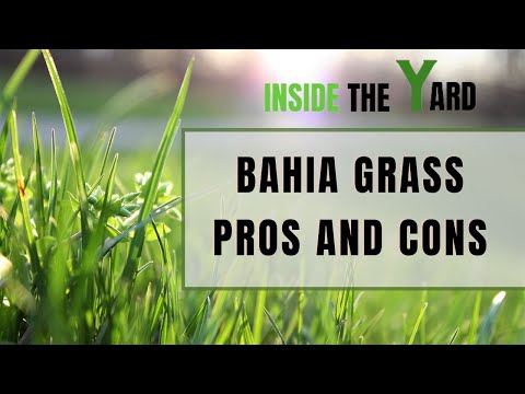Video: Kas yra baheros žolė?