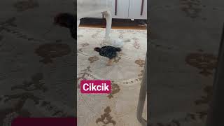 Civciv Çıkacak Kuş Çıkacak Civcivlerimiz Büyüyor