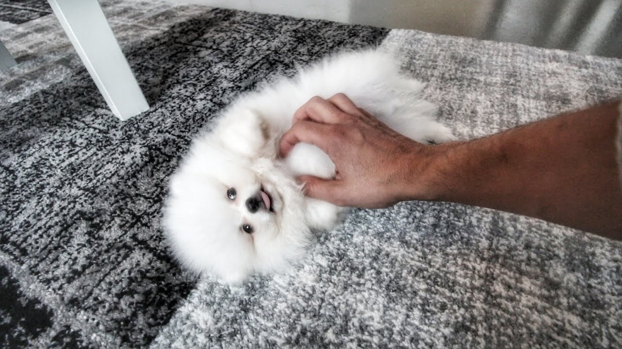 UNSER NEUES FAMILIENMITGLIED | TuTo #Vlog12