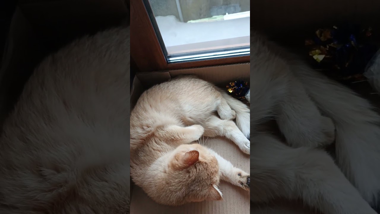 Мурочка, ясным морозным утром. 