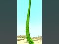 Cactus REALISTICO su Minecraft! ?