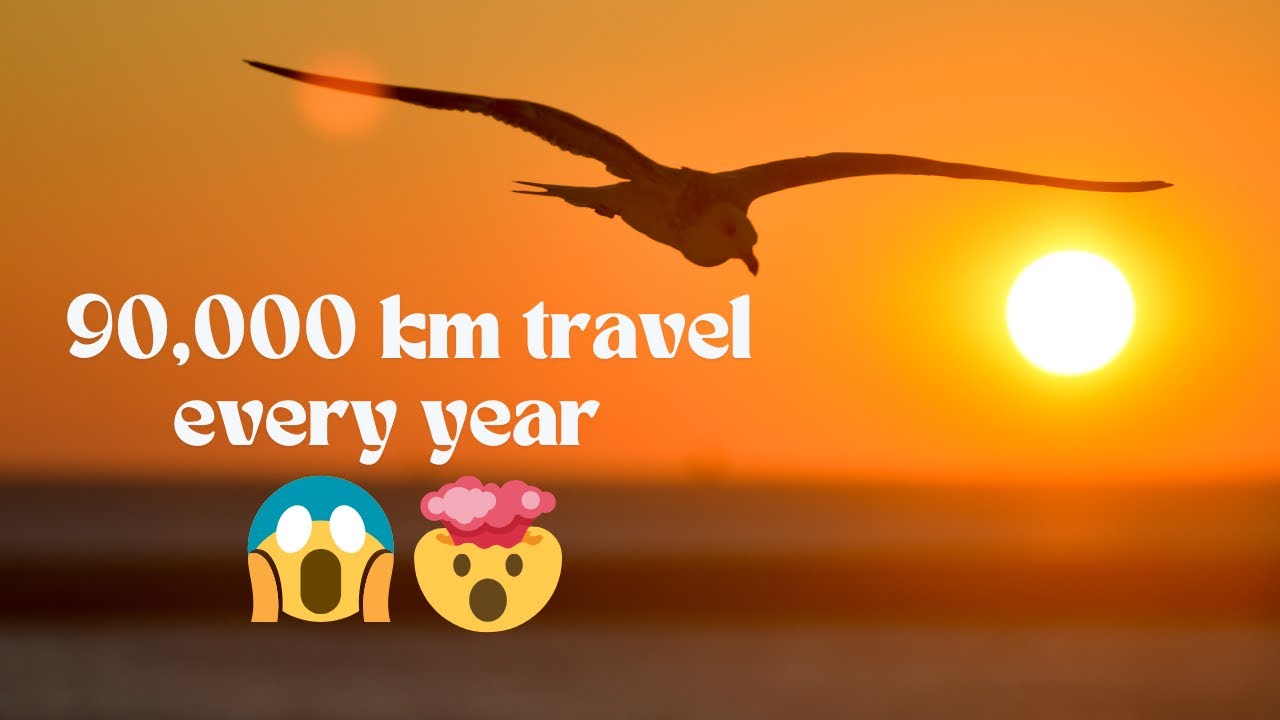 Amazing Facts About Bird Migration That You Didn't Know!