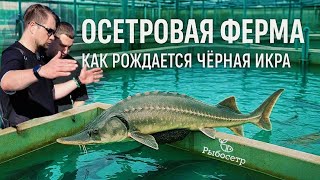 видео: Ферма Рыбосетр в г. Волжский : производство черной икры и осетровых деликатесов картинка: Ферма Рыбосетр в г. Волжский : производство черной икры и осетровых деликатесов