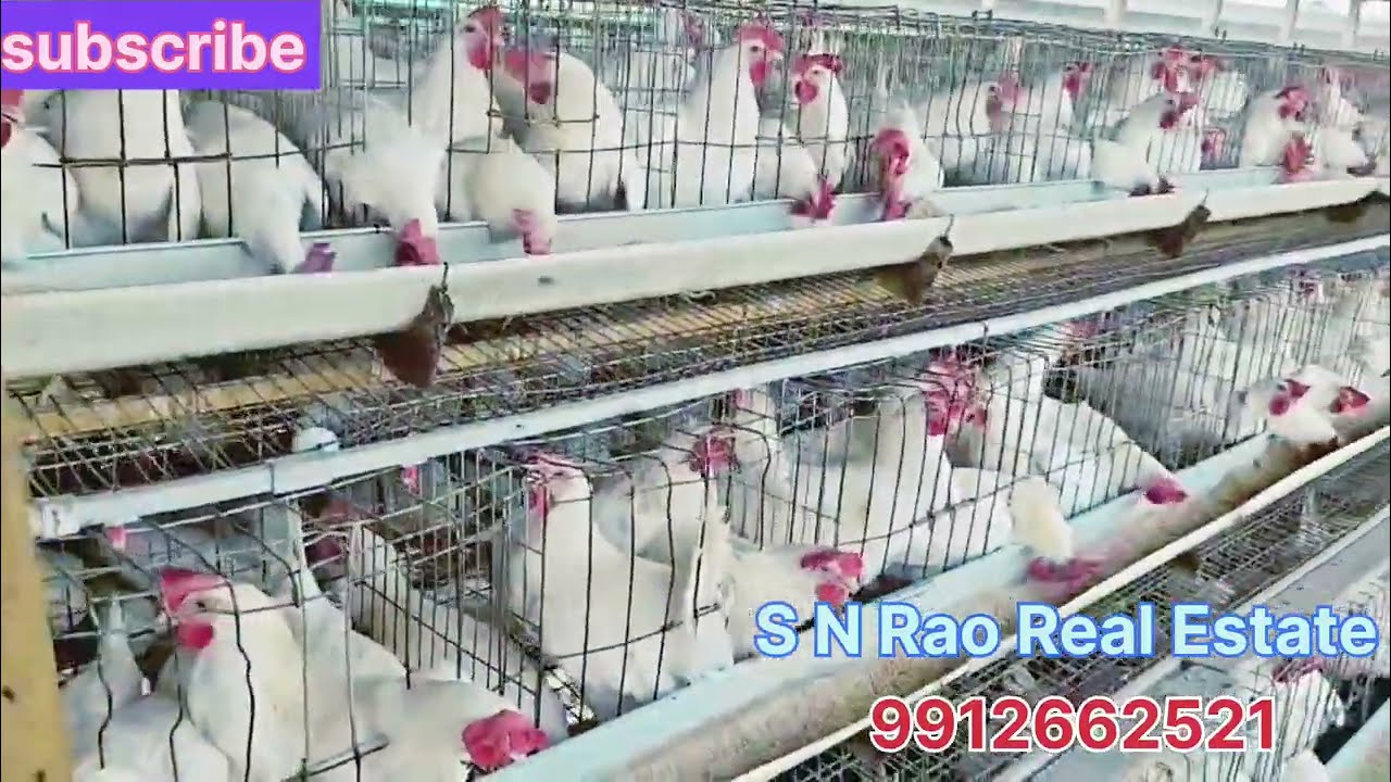 రన్నింగ్ పౌల్ట్రీ ఫార్మ్  అమ్మబడును poultry  farm for sale