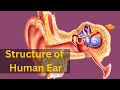 Understanding the Structure and Function of the Ear