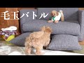 初対面でケンカを売りまくる子犬とブチ切れるトイプードル