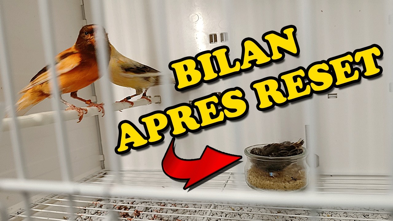 🛑 Saison de REPRO 2026 : Le RESET qui a tout changé ! 📉➡️📈