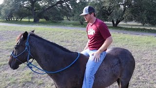 Why you SHOULD ride your HORSE BAREBACK! // TEAM ROPING VLOG