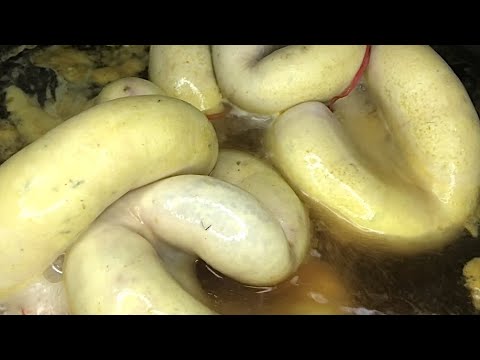 Cara Olah Usus Sapi