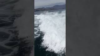 Impresionante Video de una Orca Captada desde un Yate en Sonora