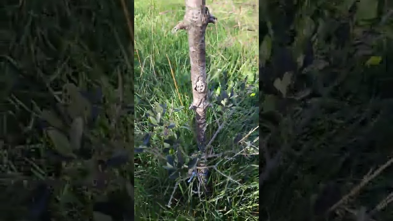 frantoio, oblica, leccino...