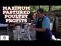 How we turn a 4 pound chicken into 38  processing pastured poultry