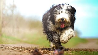 The Amazing Coat of the Old English Sheepdog