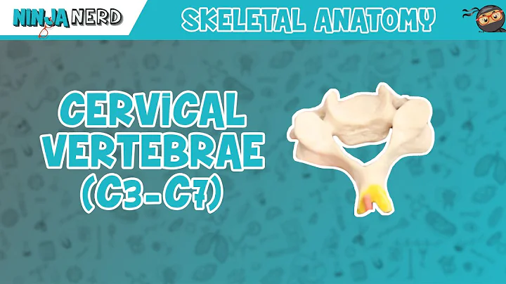 Cervical Vertebrae (C3-C7) Anatomy