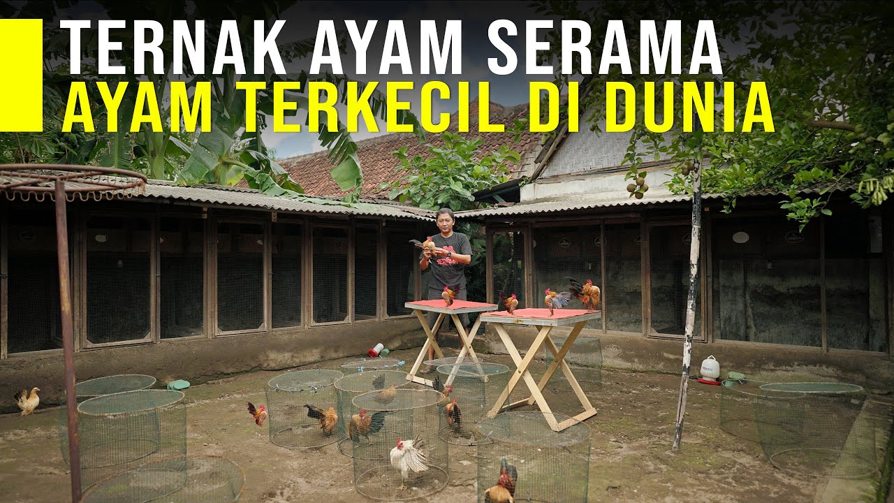 Ternak Ayam Terkecil Didunia, Ayam Makin Sombong Harga Makin Mahal