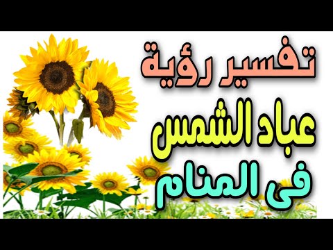 فيديو: في زهور عباد الشمس راي هي؟