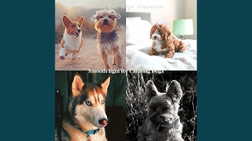 Mind-blowing Backdrops for Relaxing Puppies