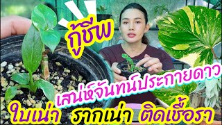 กู้ชีพเสน่ห์จันทน์ประกายดาว ใบช้ำ ใบเน่า ขึ้นรา กว่าจะรอดใช้เวลา 2 เดือน ทำไมบอบบางขนาดนี้