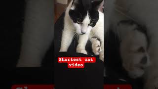 #shorts #youtubeshorts #catvideos #catvideo