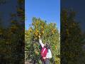 Mountain fresh oranges 🍊🏔️ #mountains #orange #youtubeshorts