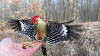 Hand-feeding Birds in Slow Mo - Red-bellied Woodpecker