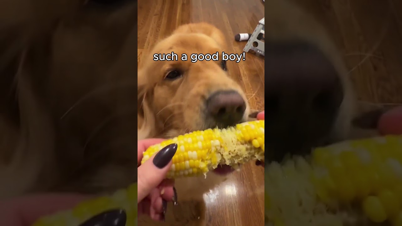 This Dog Eats Corn Better Than Most People 😳🌽 