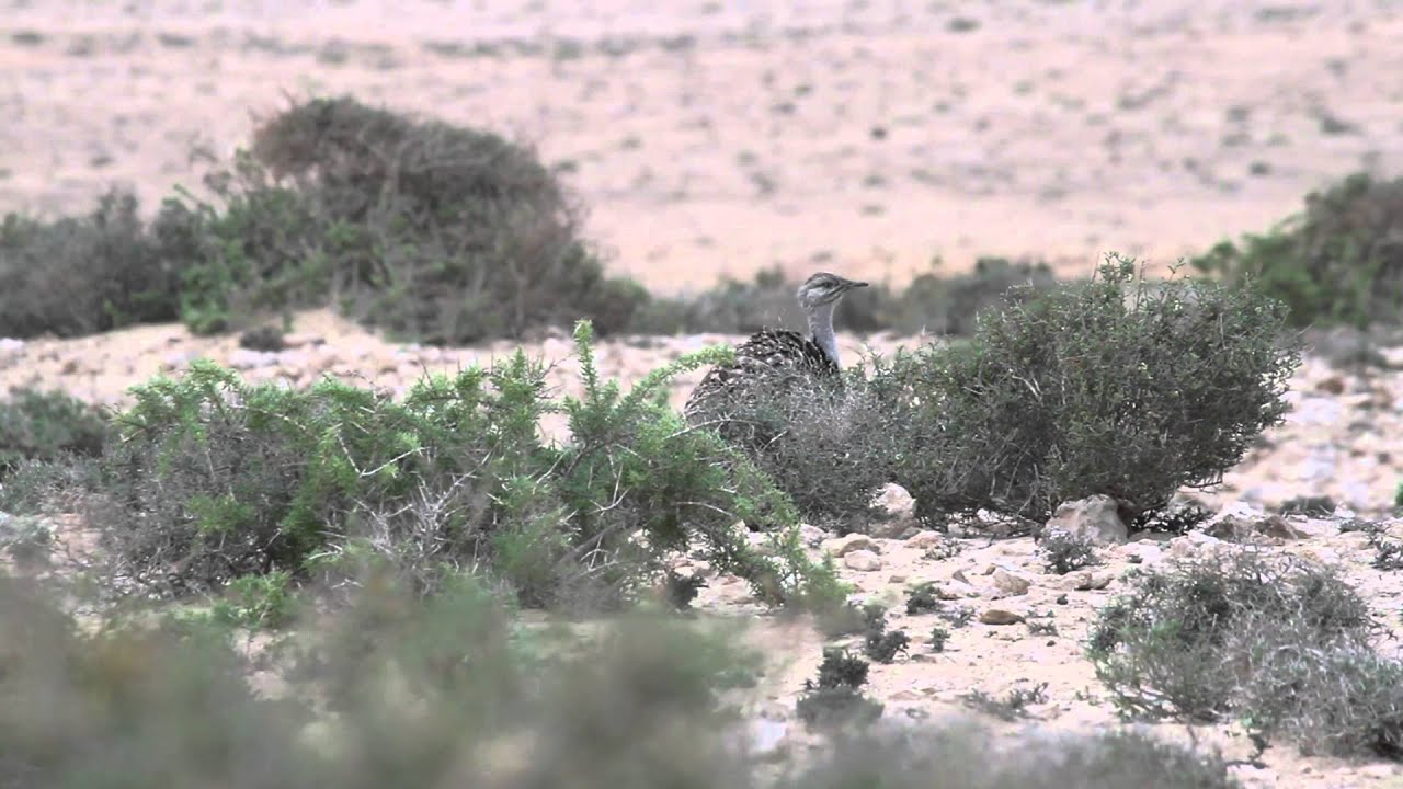 Houbara Bustard 