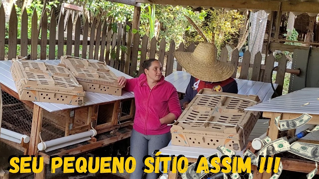 não DESISTA do seu SÍTIO antes de ver esse vídeo #sustentabilidade #diamond @TILAPIAMinhaVida