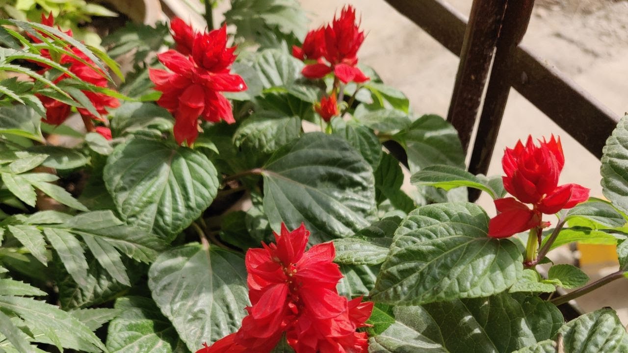 Salvia Plant की देखभाल कैसे करे - How to grow & care Salvia Plant in pots at home