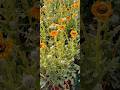 Venidium #flowers #ihavethisthingwithplants #garden #flowerarrangement